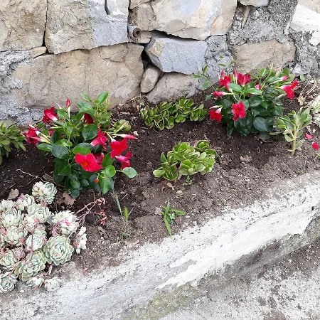 Casa Graziella Séjour à la campagne Vallebona